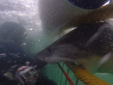 Great white shark attacks cage-divers on South Africa honeymoon