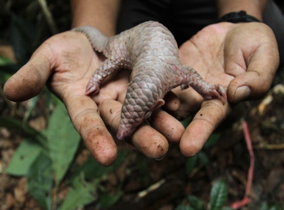 The zoo is looking for a qualified graduate to help with a 'global pangolin (pictured) conservation action plan'