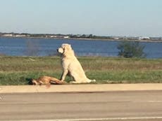 Dog stands over his dying friend after she was hit by a car