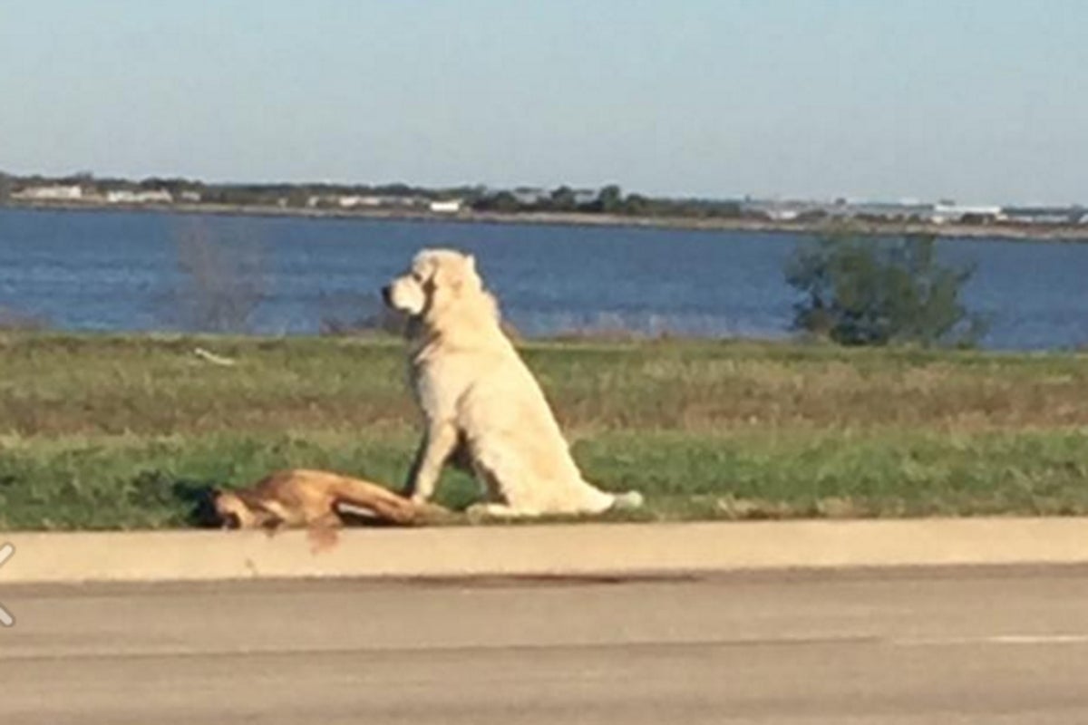 Dog refuses to leave his dying friend after she was hit by a car | The ...