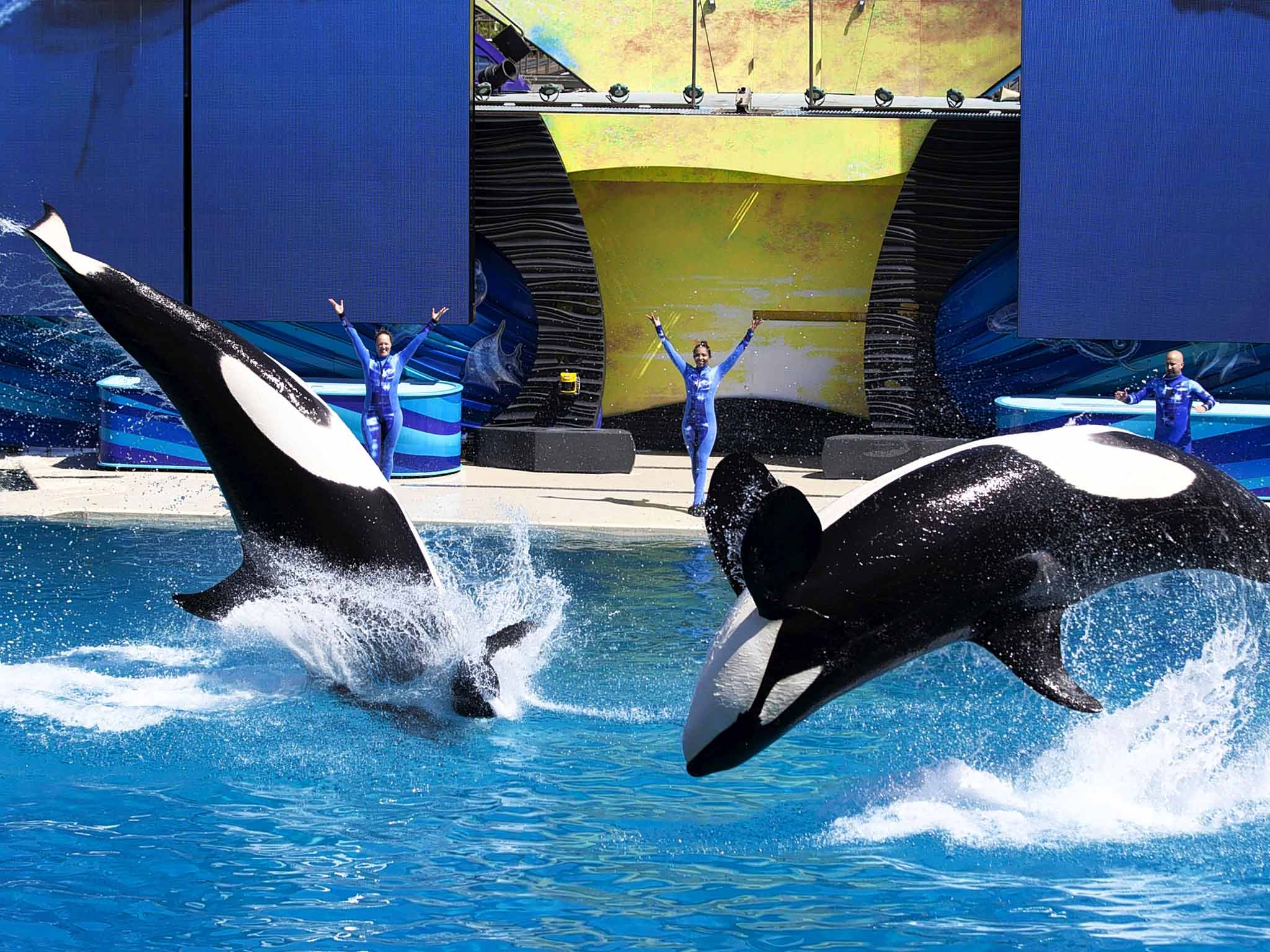 Flipping awful: the whales at SeaWorld San Diego, who swim 100 miles a day in the wild, all have drooping fins and display troubled behaviourrs