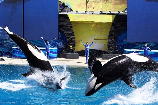 Flipping awful: the whales at SeaWorld San Diego, who swim 100 miles a day in the wild, all have drooping fins and display troubled behaviourrs