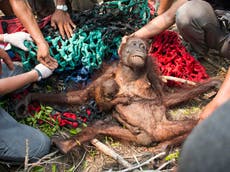 Indonesian Forest Fires: Orangutan mother saves baby then is attacked by villagers until rescuers arrive