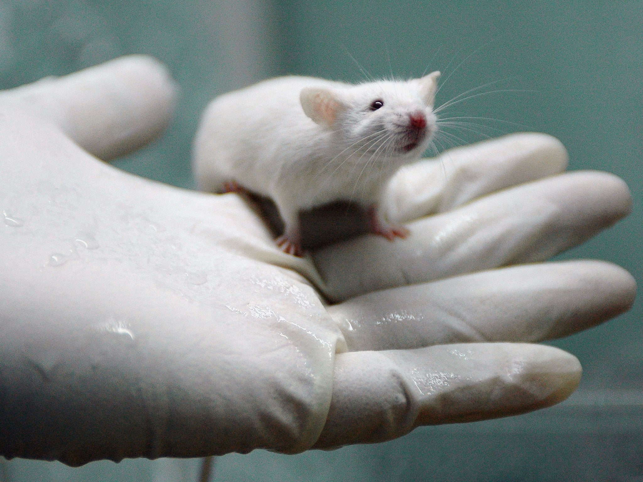 Studies in rats showed a decrease in neurogenesis in pregnant rats