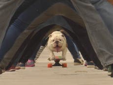 Skateboarding Bulldog sets remarkable Guinness World Record