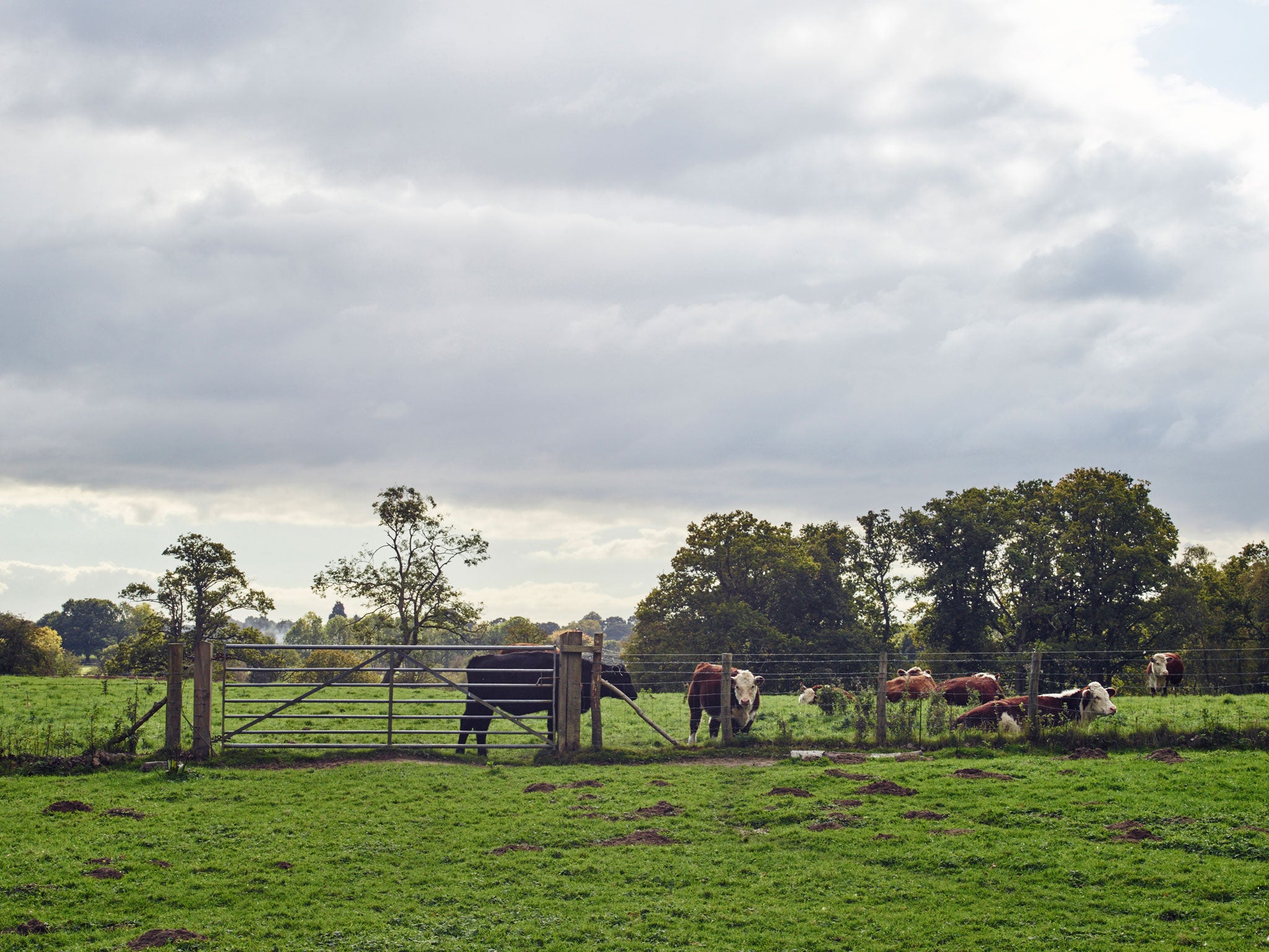 New economic landscape: Little Warren Farm in East Sussex is also home to a neighbouring farmer’s cattle