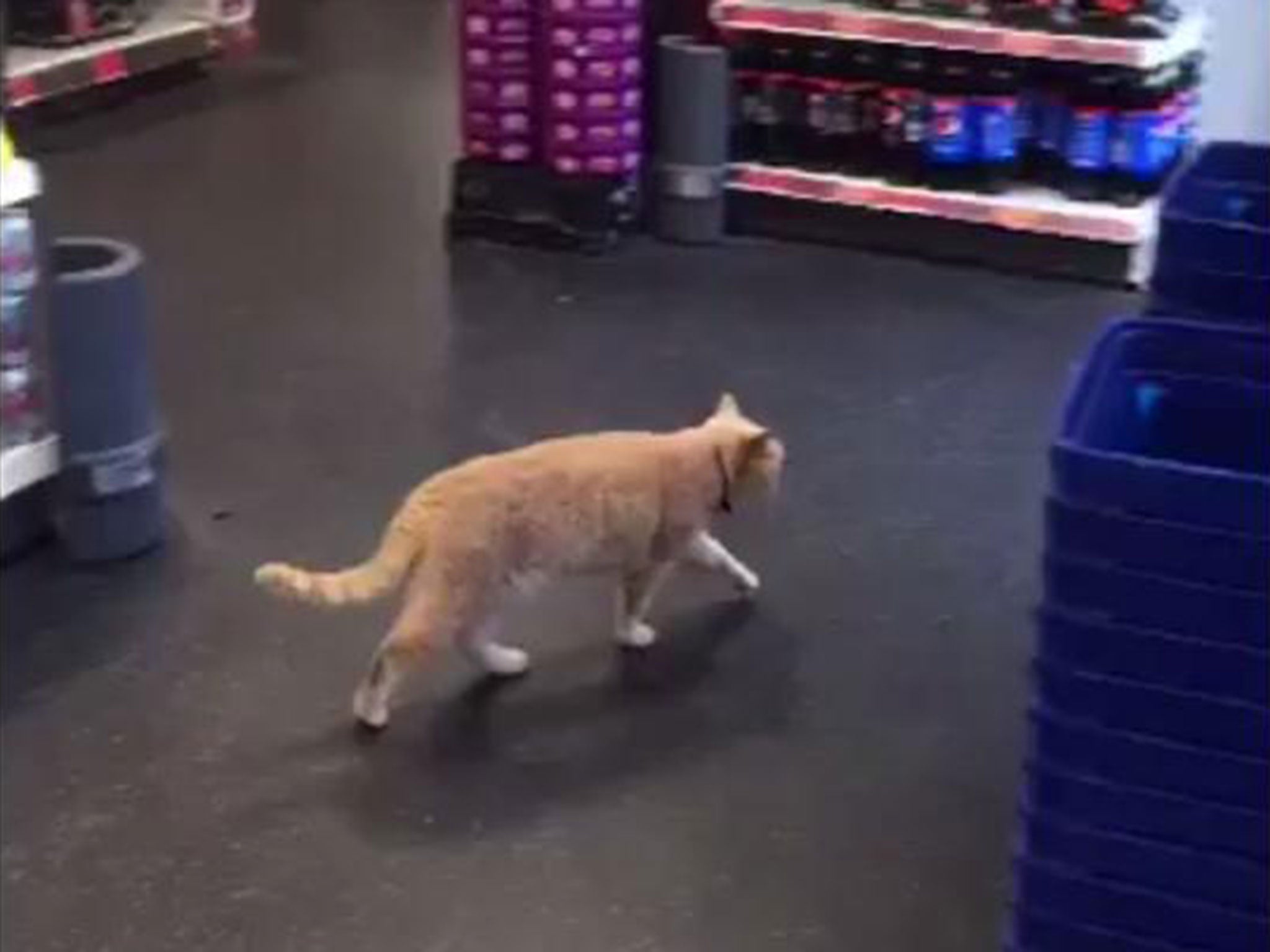 The cat is a regular at Sainsbury's in Brockley
