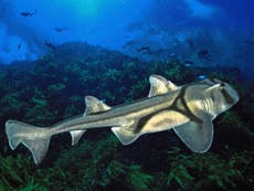 Global warming could make sharks 'smaller and less aggressive'