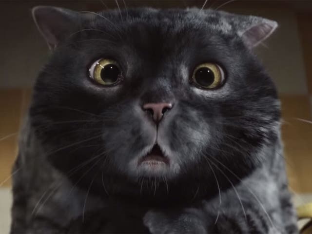 Sainsbury's Christmas ads featuring Mog the cat outperformed John Lewis's Man in the Moon