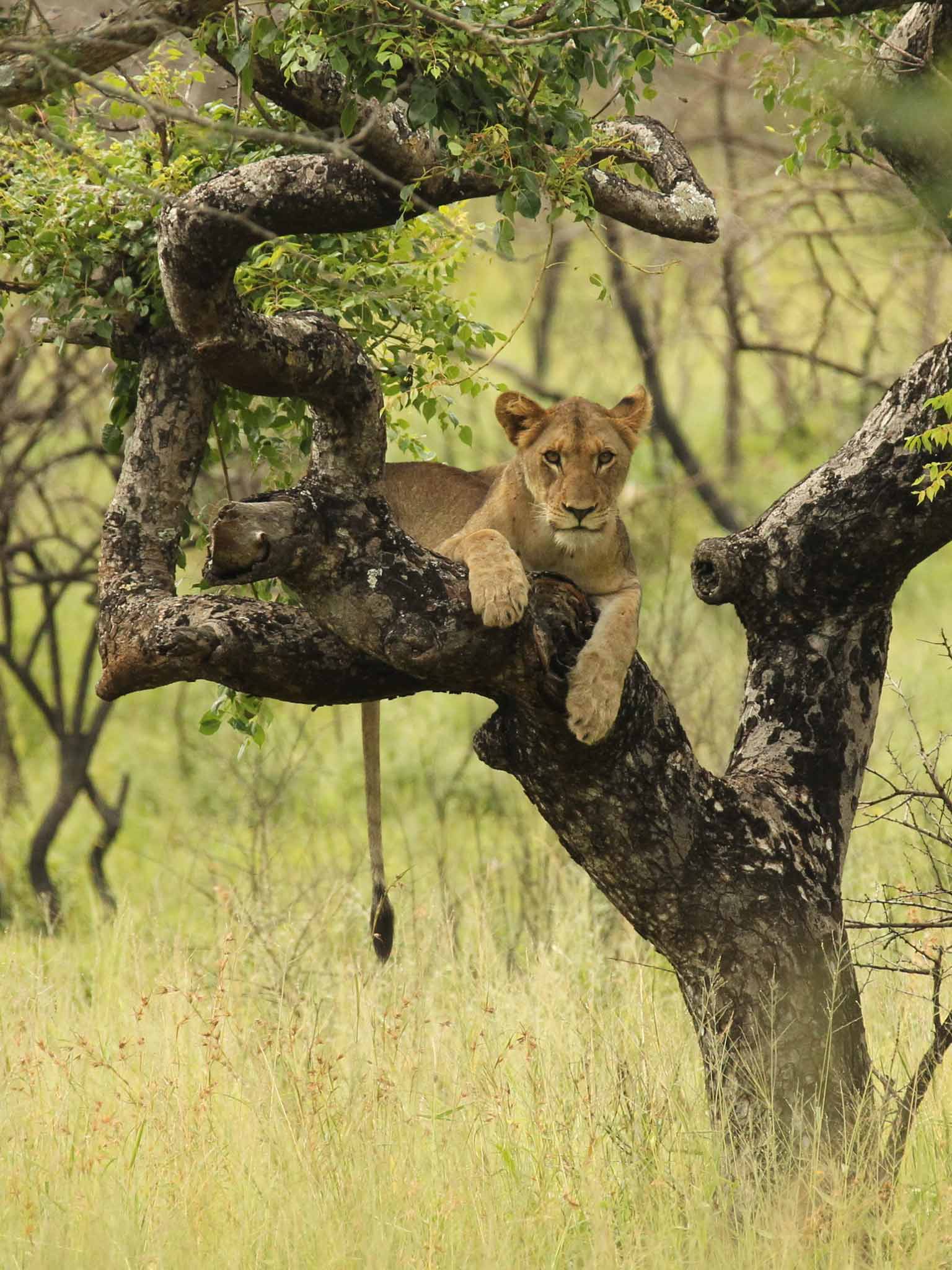 Lion on the Thanda private game reserve