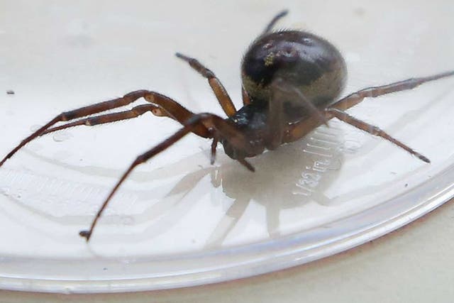 False widow spiders have been closing down schools across London