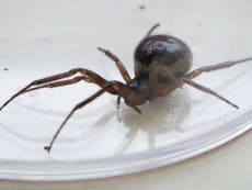 Hundreds more children told to stay home as tenth school closes due to false widow spiders