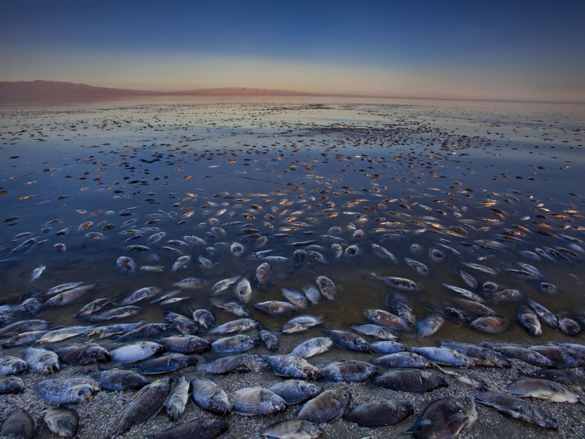 Can You Swim In The Salton Sea 2020 Salton Sea California Drought Could Soon See The State S Largest Body Of Water Sleeping With The Fishes The Independent