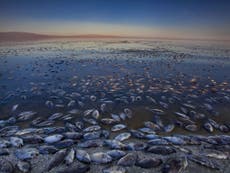 Salton Sea: California drought could soon see the state's largest body of water sleeping with the fishes