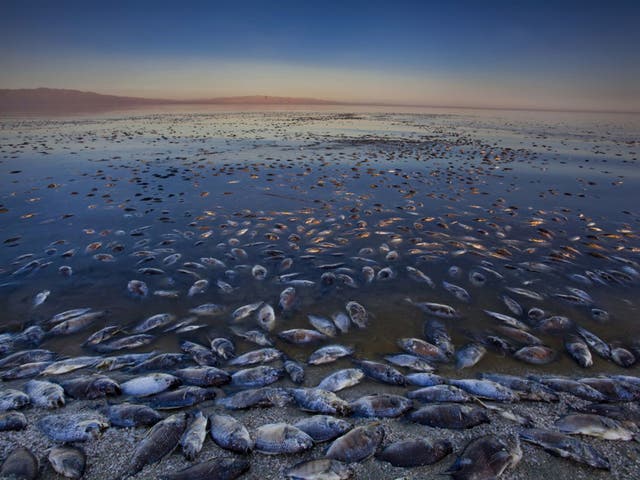Dead tilapia float in the Salton Sea, which has been poisoned with farm runoff,  aggravated by evaporating waters
