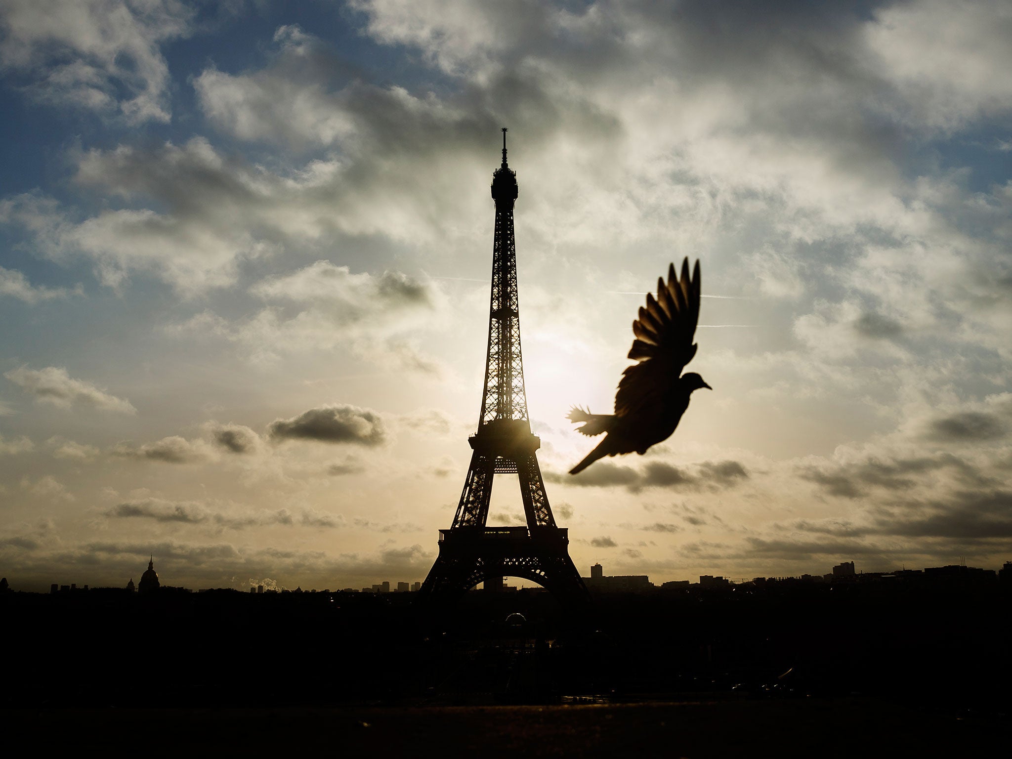 A bird flies in front of the Eiffel Tower ,which remained closed on the first of three days of national mourning in Paris