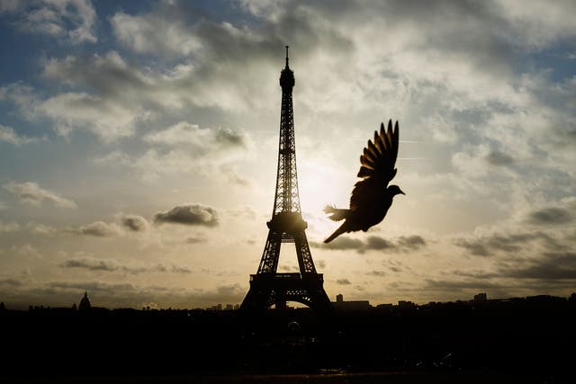 A bird flies in front of the Eiffel Tower ,which remained closed on the first of three days of national mourning in Paris