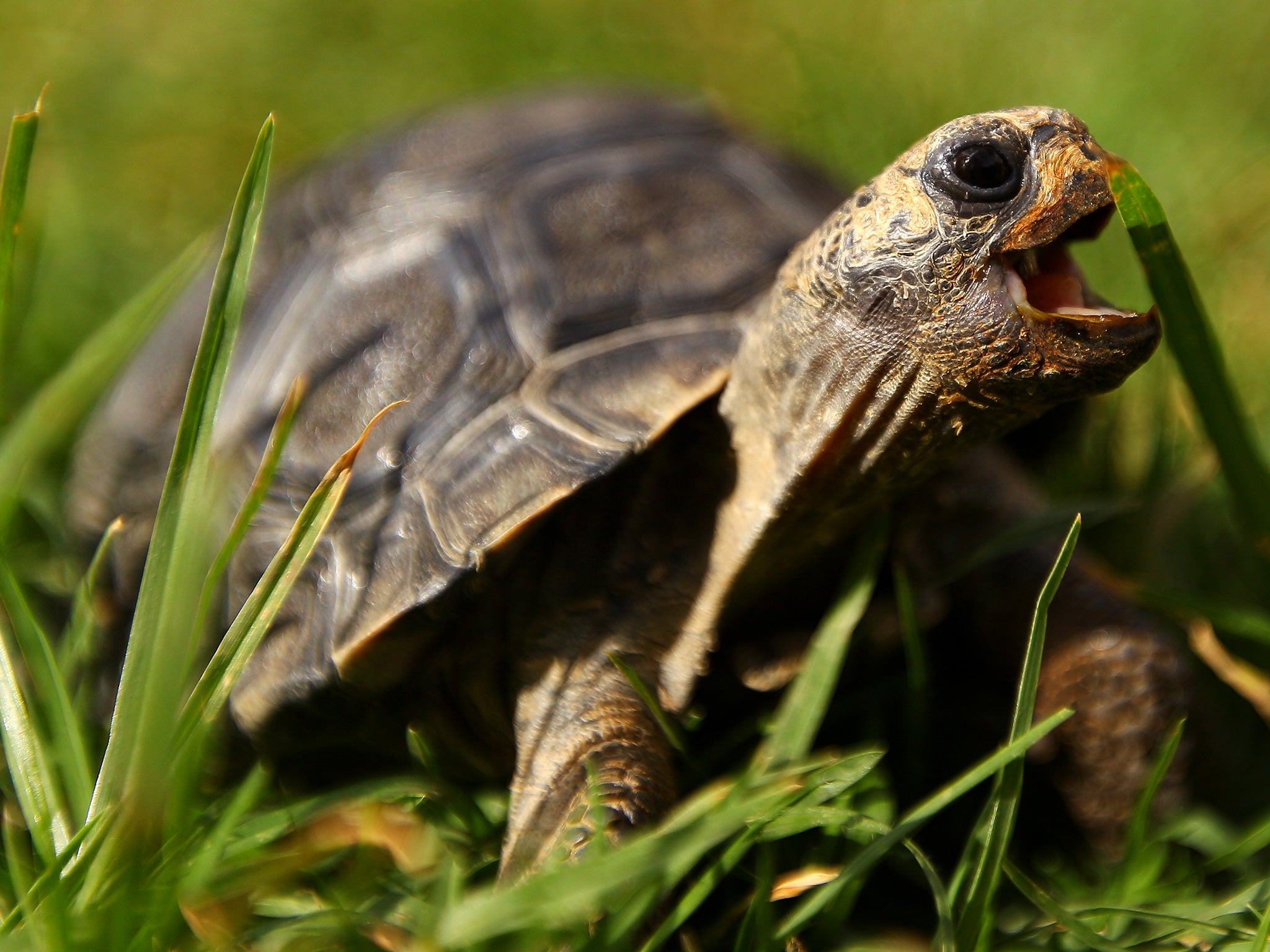 Tortoises tend to hibernate for around three months of the year