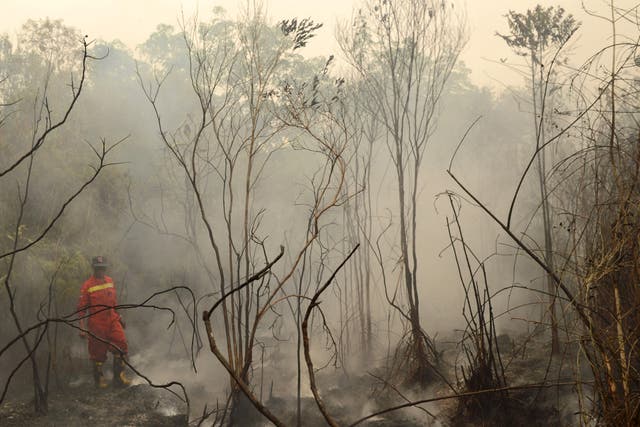 This year's forest fires in Indonesia were attributed to a record El Niño
