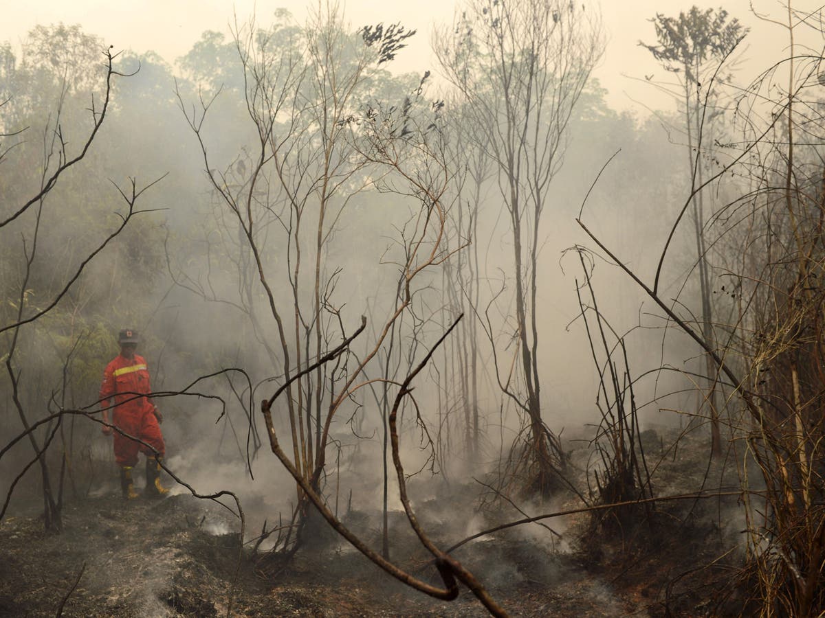 El Niño Phenomenon expected to 'one of the strongest on record