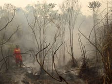 Indonesia could ban new palm oil plantations to stop forest fires
