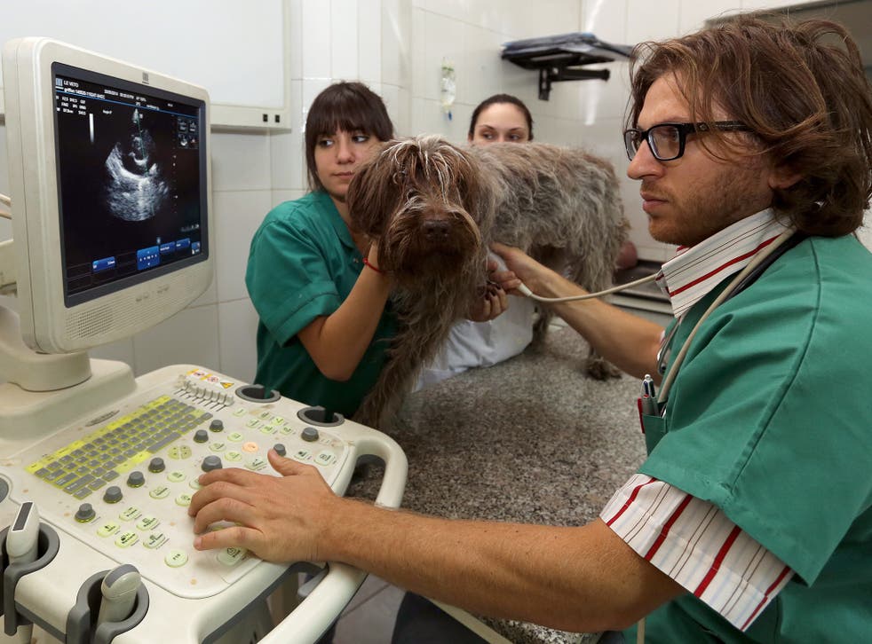 Vets use an ecogram to check a pet dog