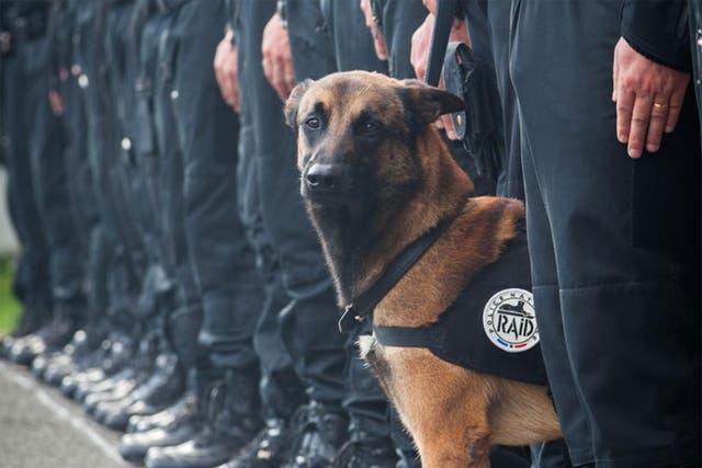 Police named the dog killed in Wednesday's raid as Diesel