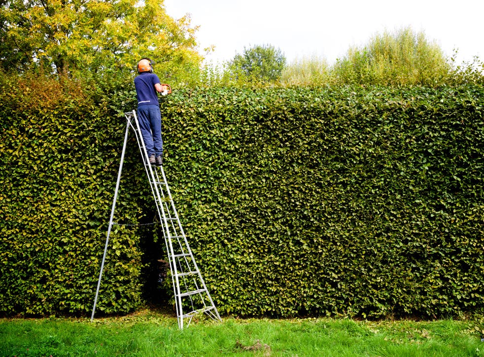 The Niwaki ladder is not only safer and more comfortable, you can also reach the tops of tall hedges