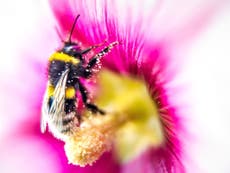 Read more

Neonics pesticide 'affects ability of bees to pollinate fruit trees'
