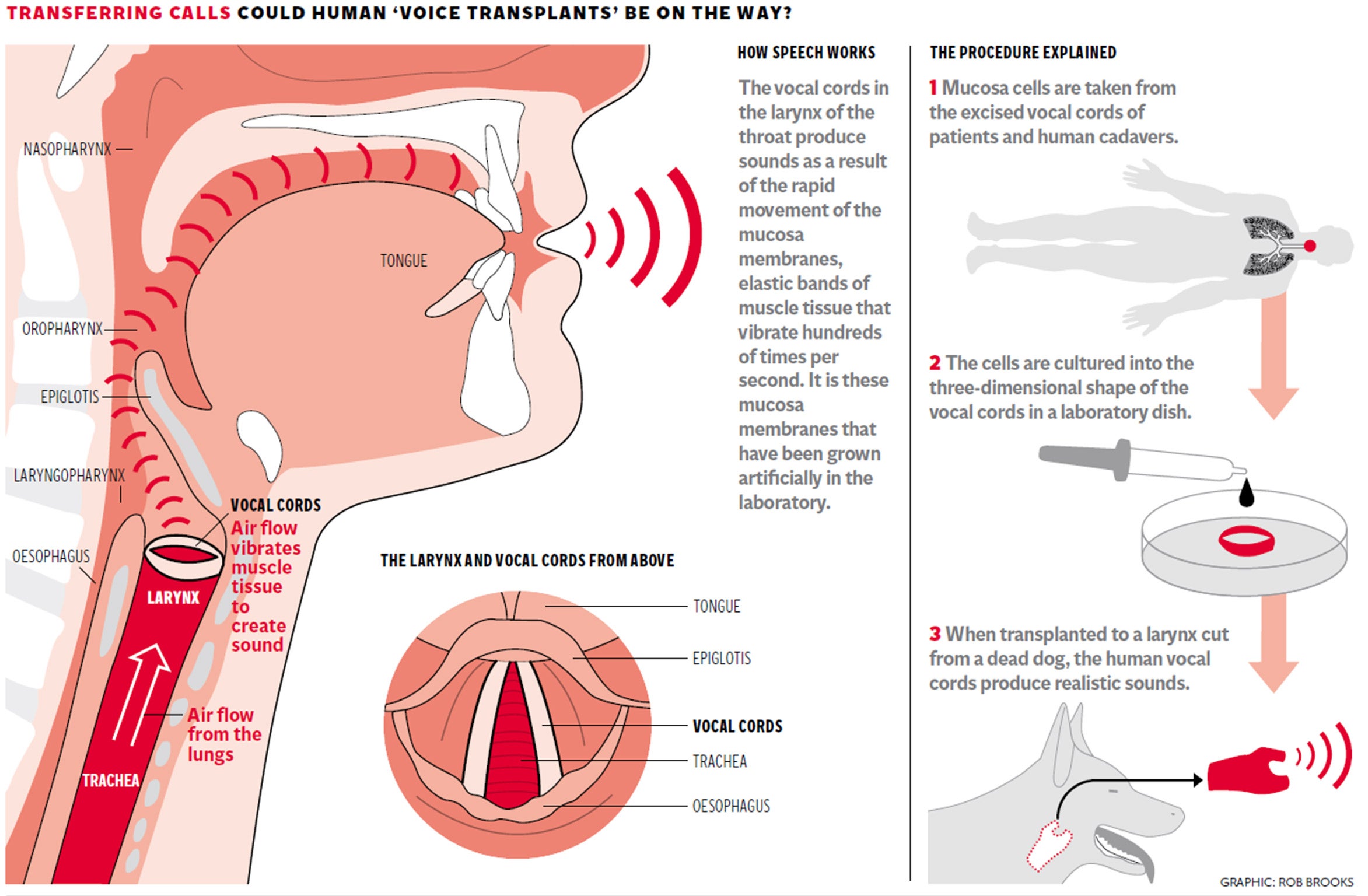 removing dogs voice box