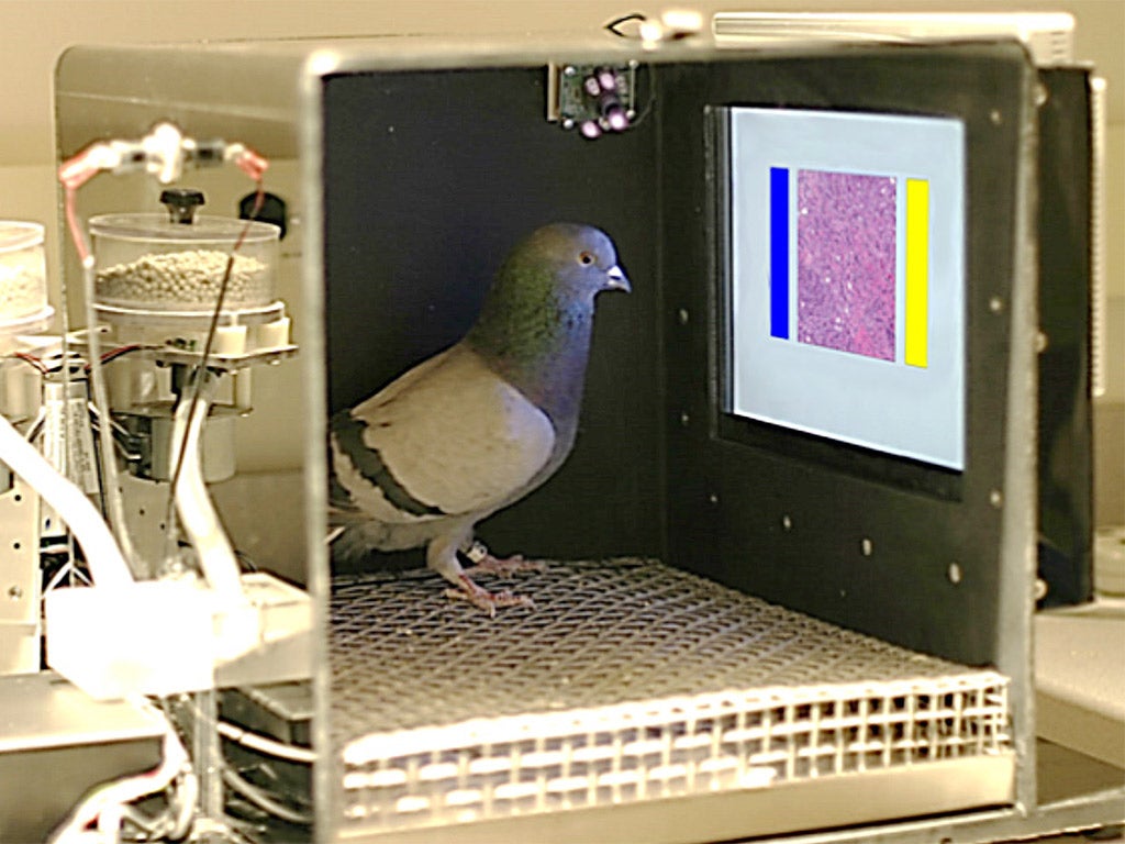 A pigeon being trained to screen images of benign and malignant breast tissue
