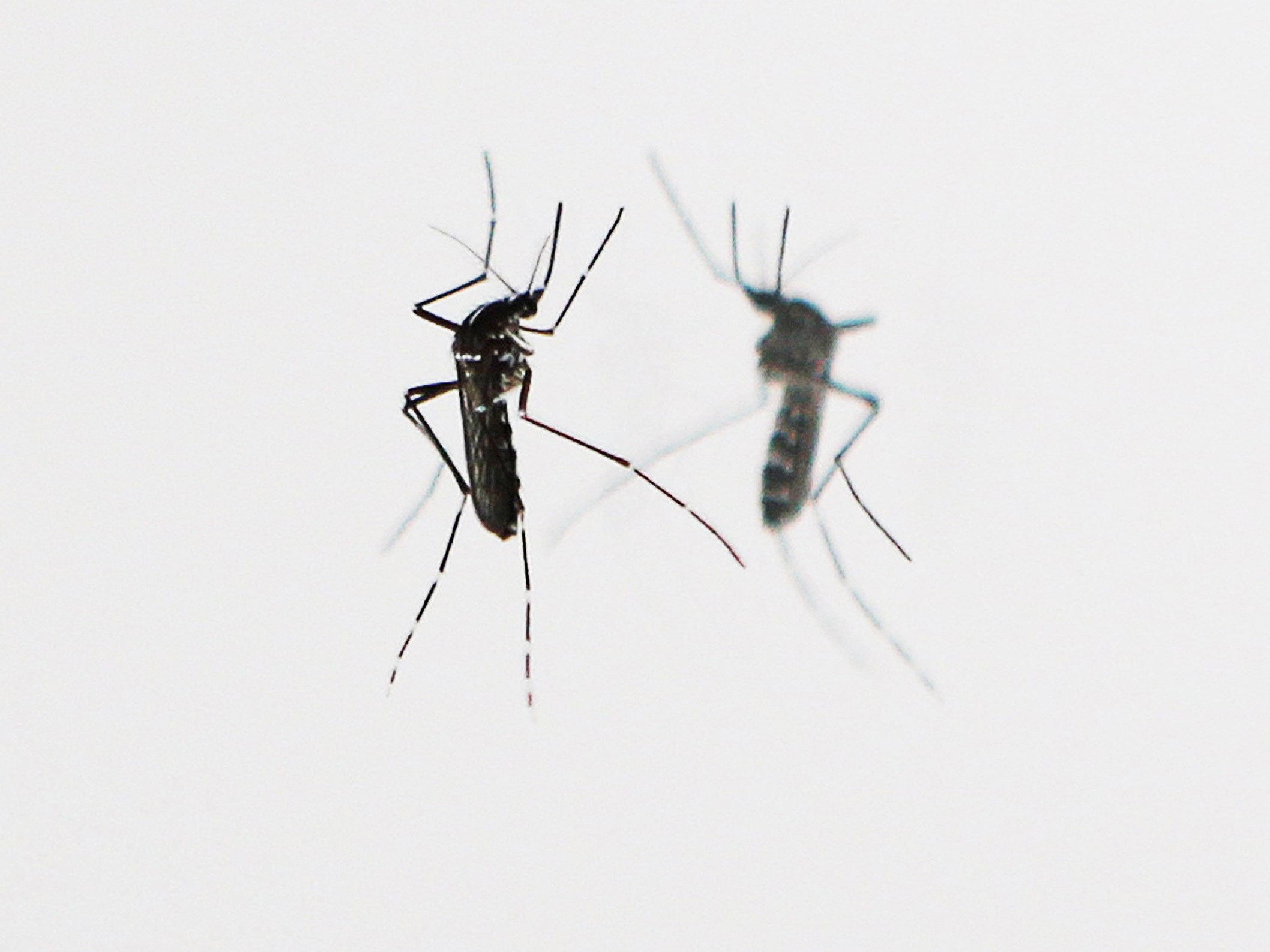 Zika virus is a mosquito-borne disease similar to dengue fever