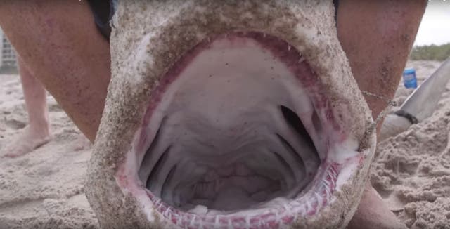The spinner shark Allen Engelman claims bit him