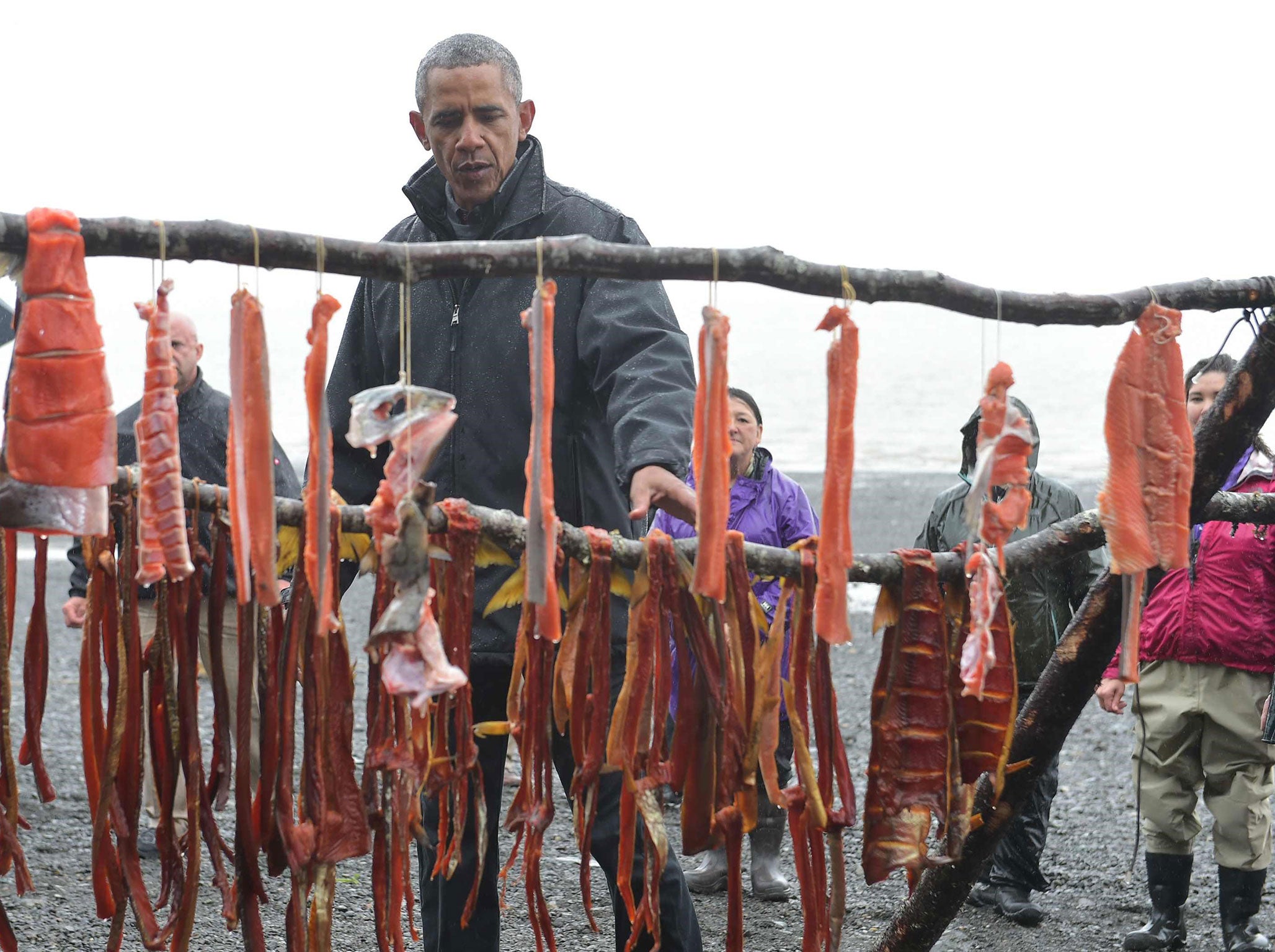 US President Barack Obama looks at salmon drying on a rack while meeting with local fishermen and their families on Kanakanak Beach in Dillingham, Alaska on September 2, 2015. Regulators have said that the GM fish look identical with their normal counterparts