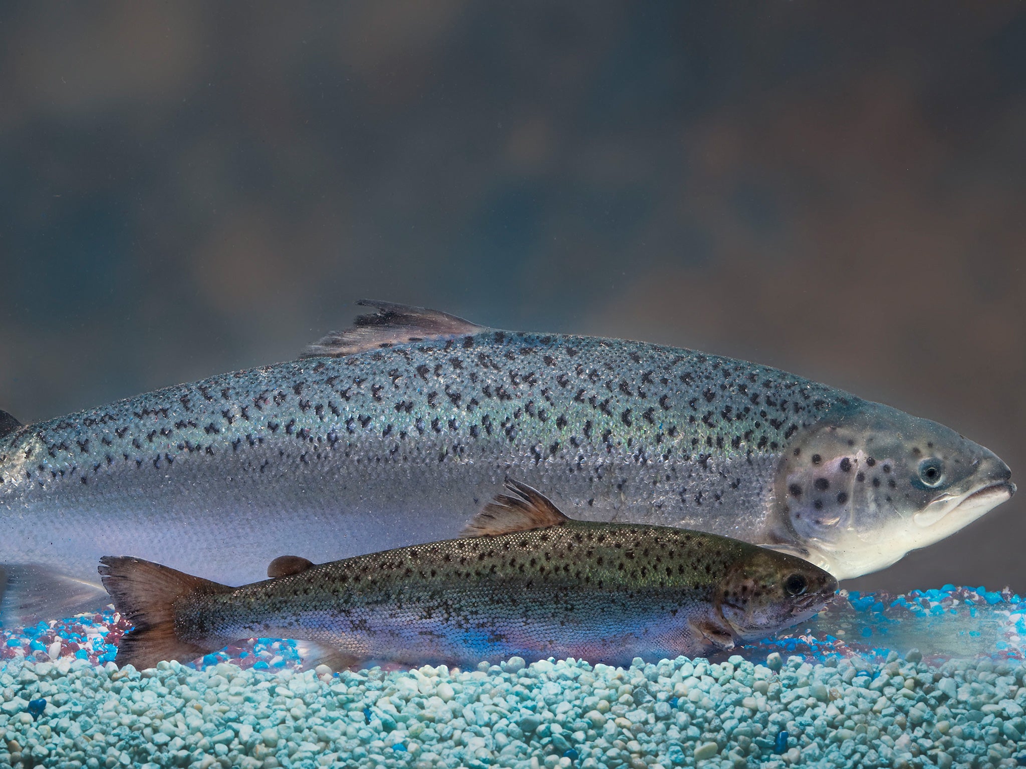 A fast-growing genetically modified Atlantic salmon behind a much smaller non-modified fish of the same age
