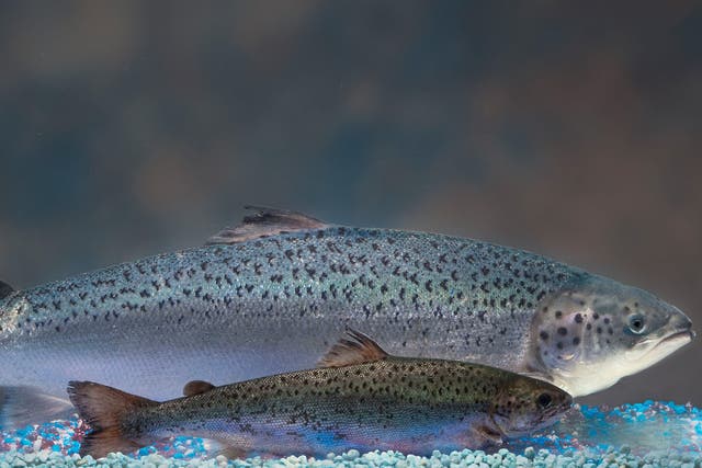 A fast-growing genetically modified Atlantic salmon behind a much smaller non-modified fish of the same age
