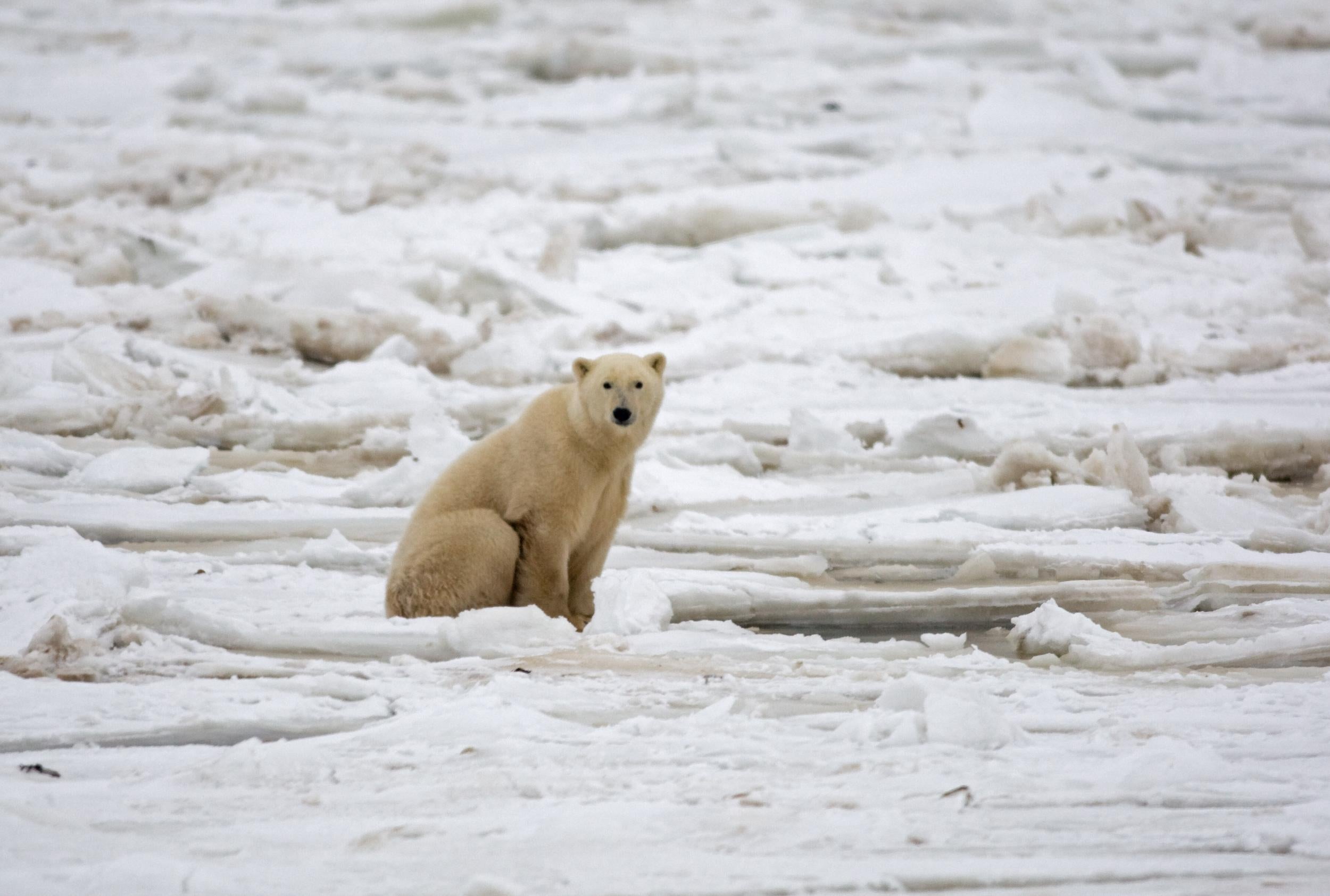 A polar bear waits for a meal on a sheet of sea ice in Manitoba, Canada