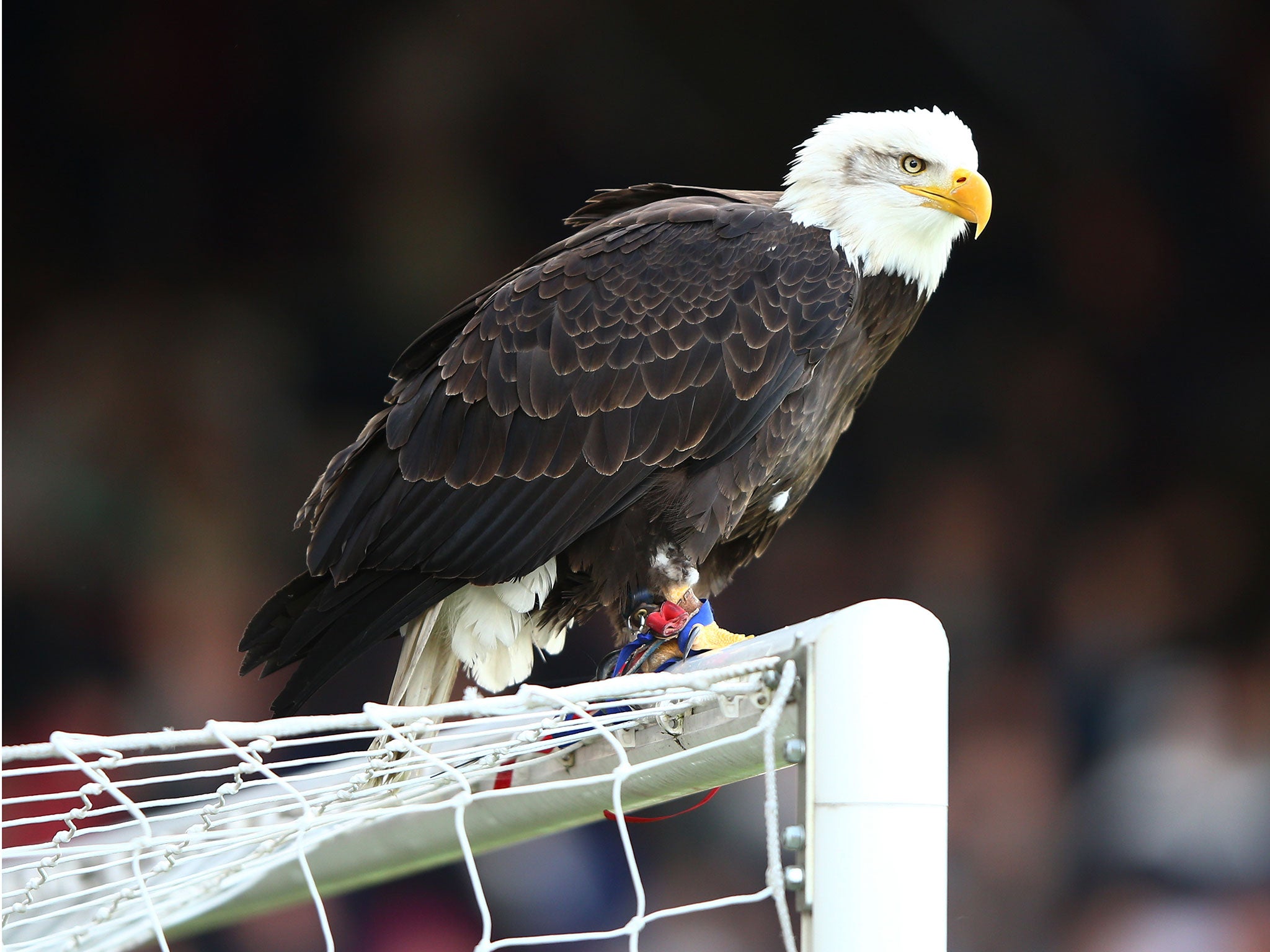 Kayla, the Crystal Palace eagle perches on the crossbar prior to the Barclays Premier League match between Crystal Palace and Manchester United at Selhurst Park on May 9, 2015