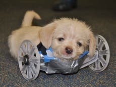 Two-legged rescue puppy learns how to walk with 3D-printed wheelchair