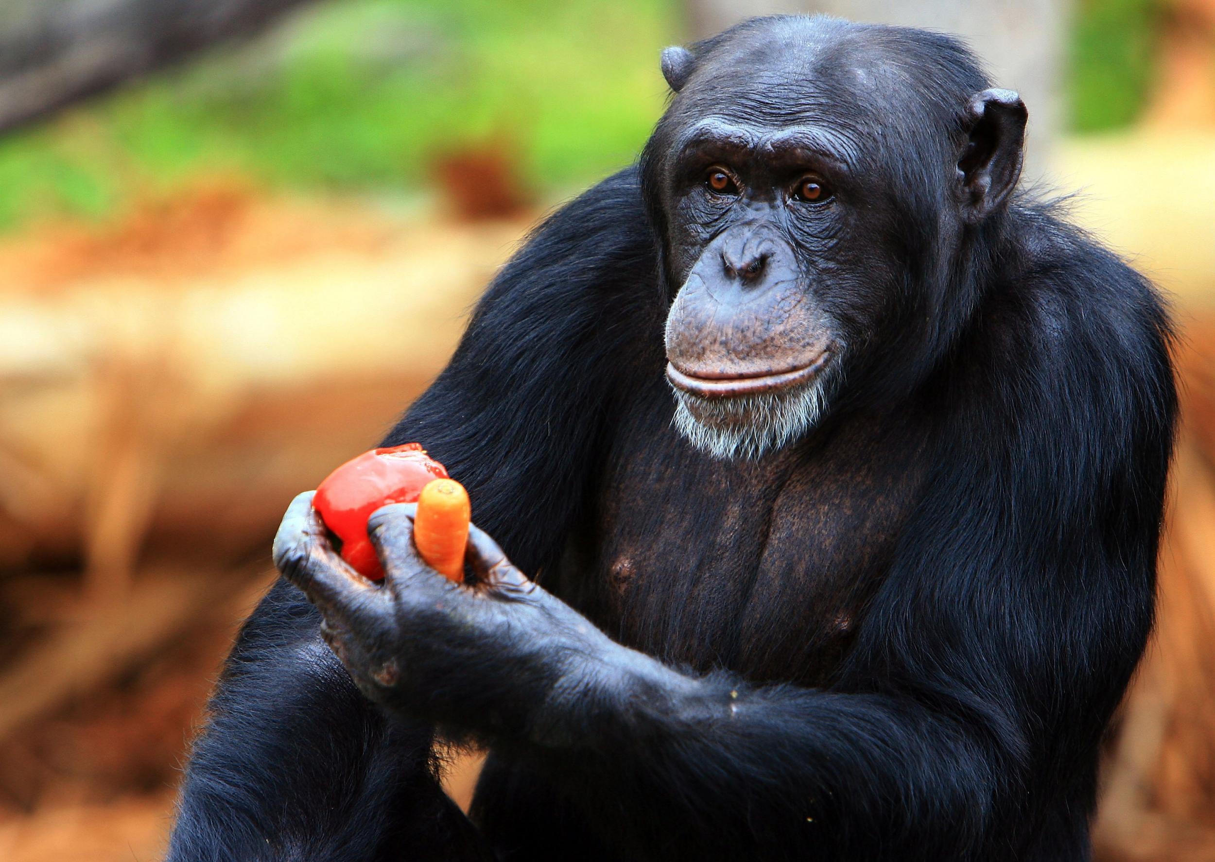 chimpanzee diet based on dentition