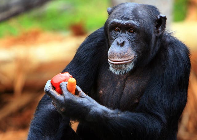 A chimpanzee enjoys a Christmas treat at Taronga Zoo, Australia