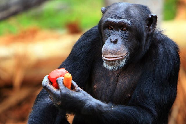 A chimpanzee enjoys a Christmas treat at Taronga Zoo, Australia