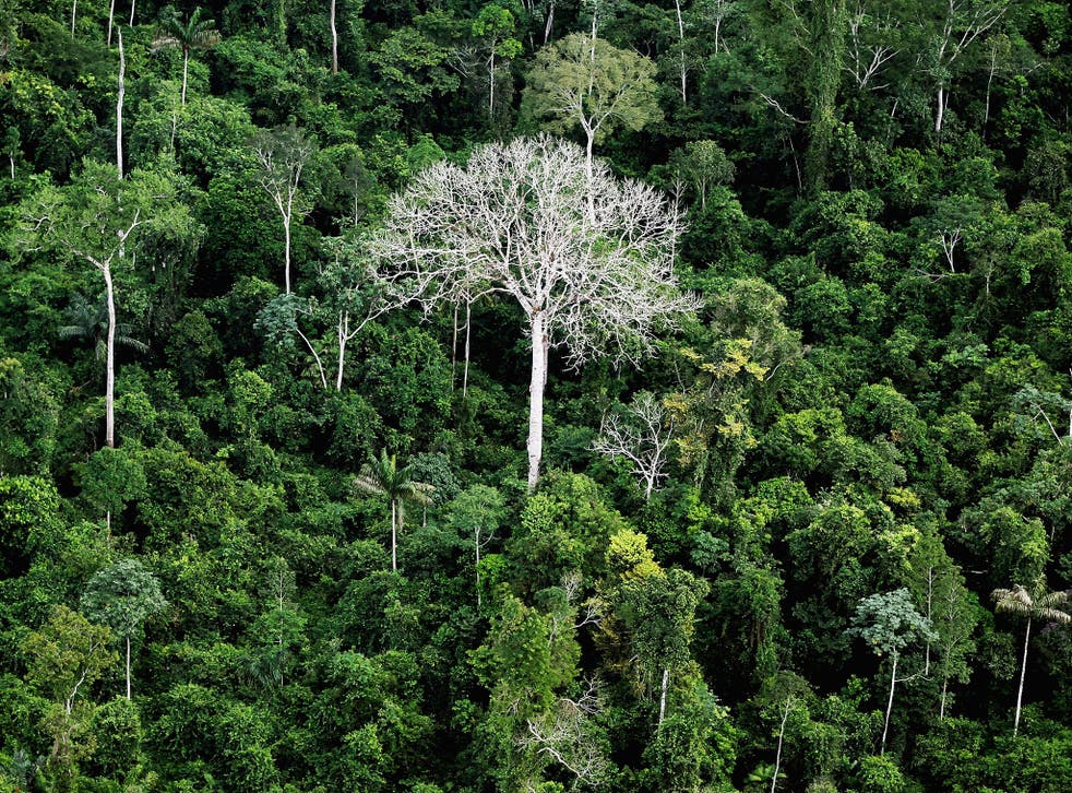 Scientists estimate that up to 8,700 of the 15,000 tree species in the Amazon are under threat