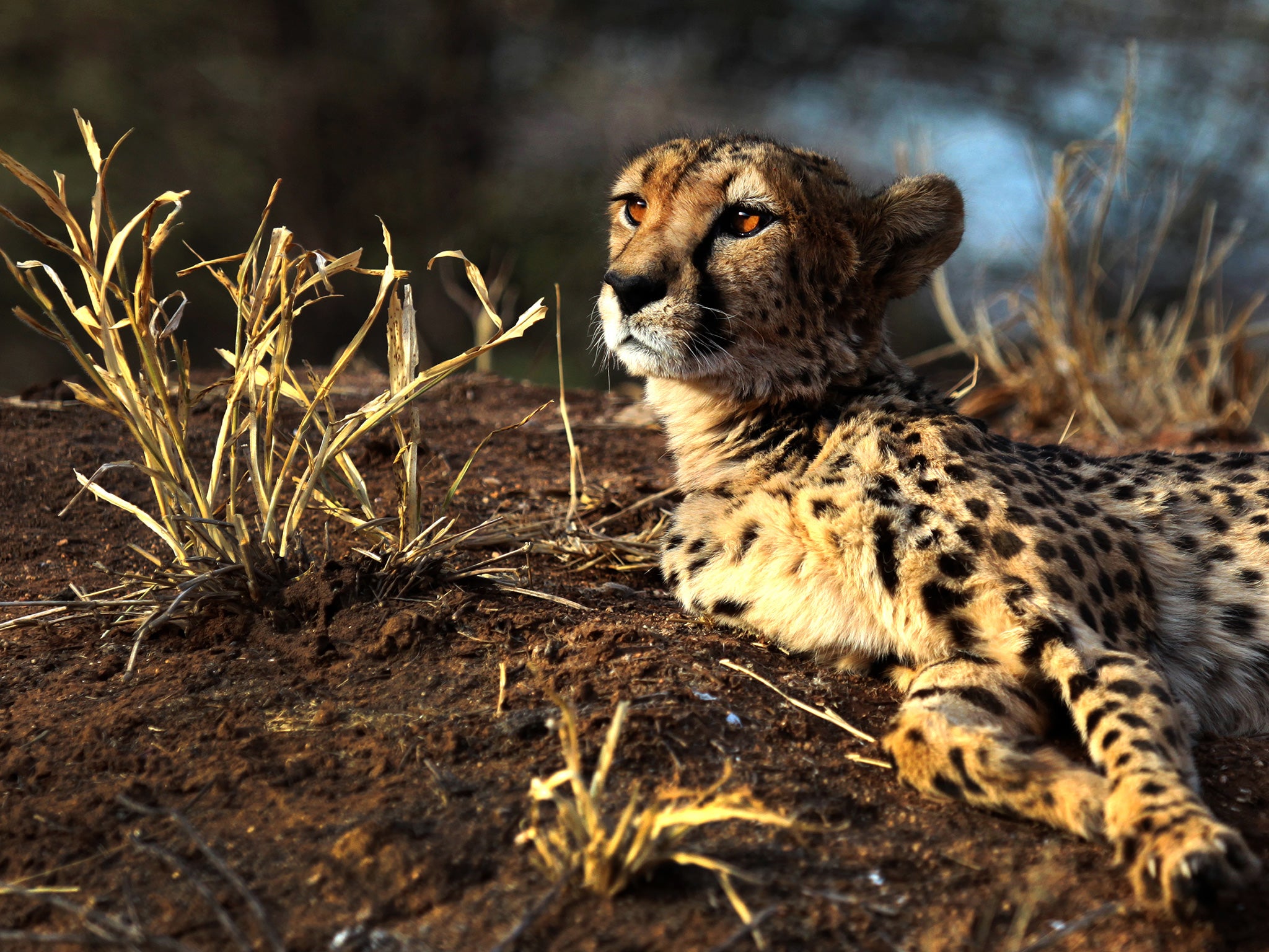 A cheetah lies at The Cheetah Conservation Fund (CCF) center in Otjiwarongo, Namibia