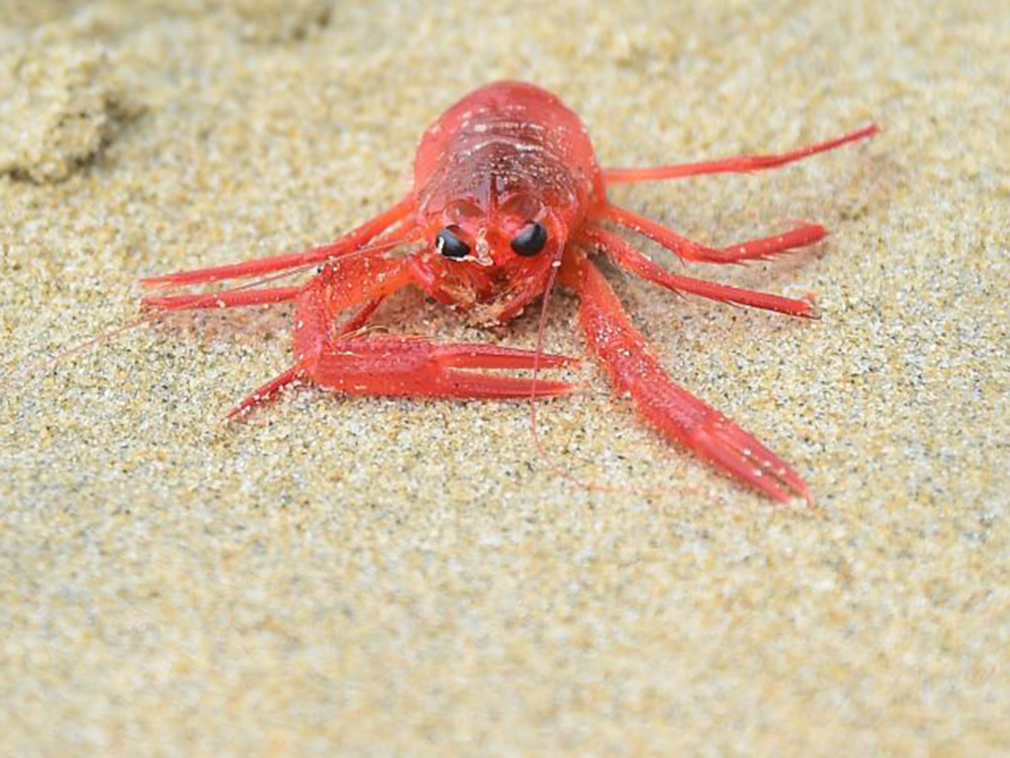 A tiny red crab washed ahore on California’s Newport beach