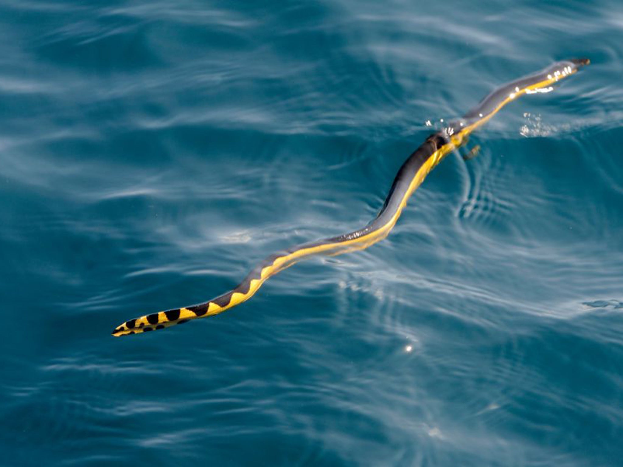 A black and yellow pelagic sea snake
