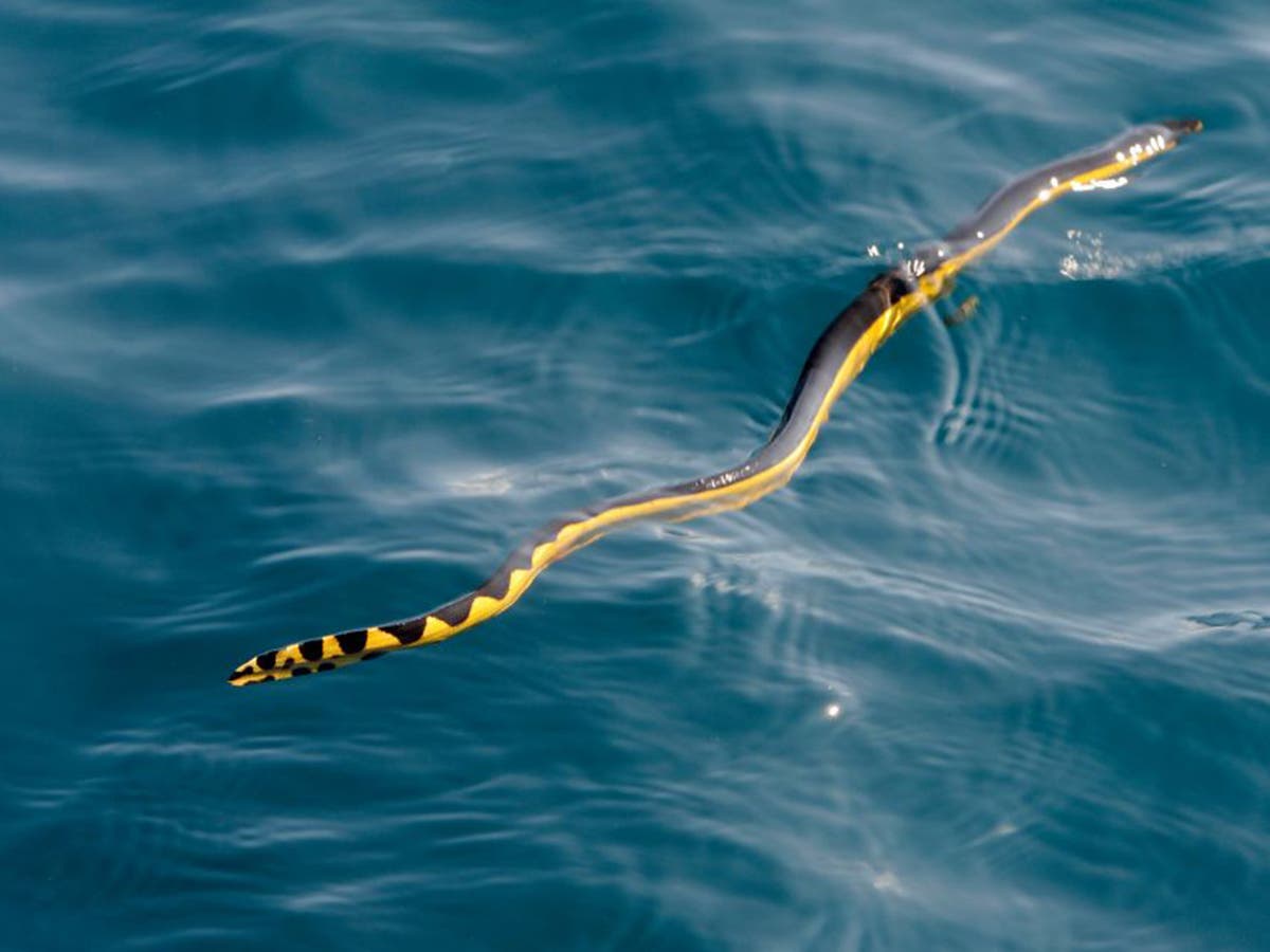 Морская змея Хургада