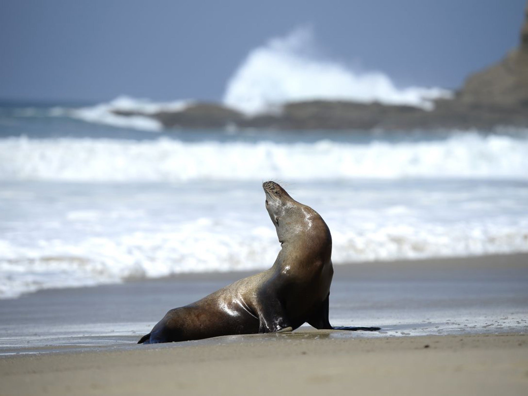 A stranded adult sea lion on Laguna beach