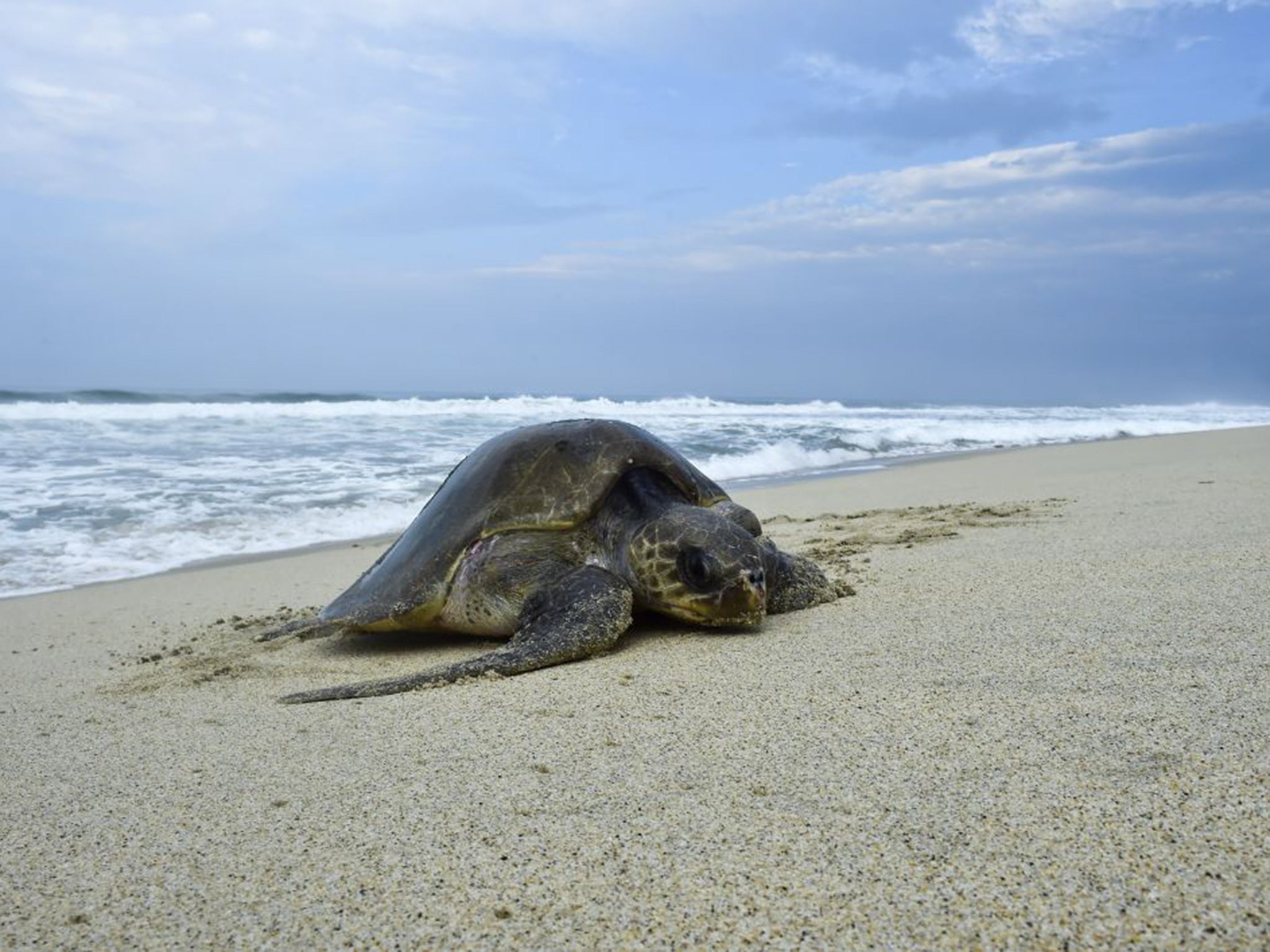 A Golfina sea turtle arrives to spawn at Morro Beach