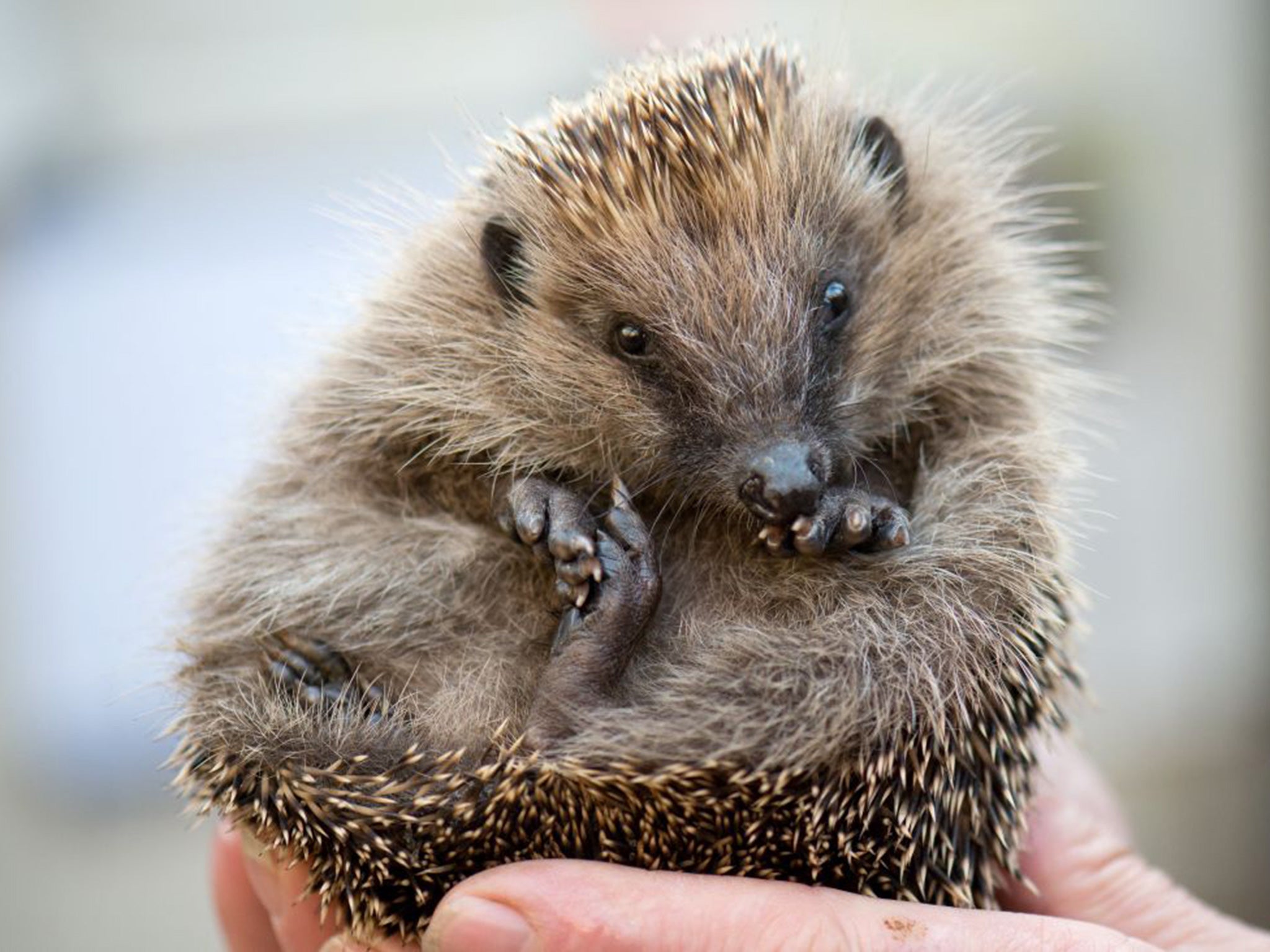 Hedgehogs have been declining for 60 years (Getty )